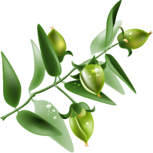 Healing Properties of the Jojoba Plant